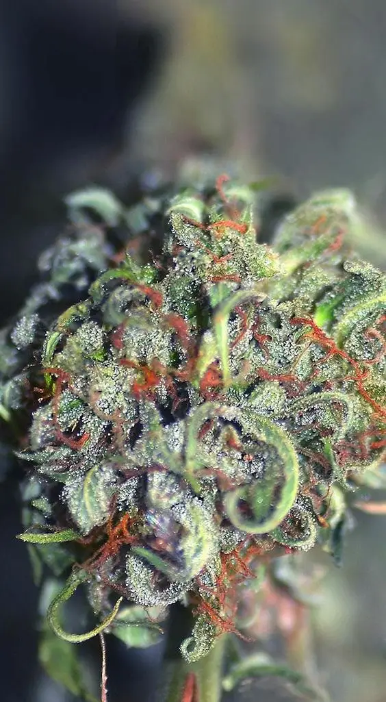 high quality weed